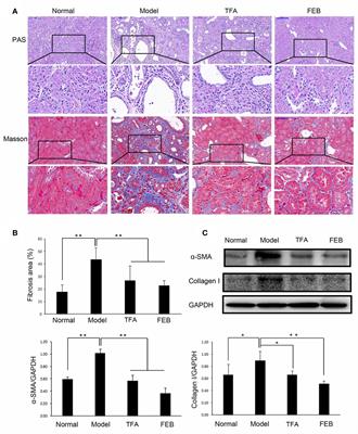 Total Flavones of Abelmoschus manihot Remodels Gut Microbiota and Inhibits Microinflammation in Chronic Renal Failure Progression by Targeting Autophagy-Mediated Macrophage Polarization